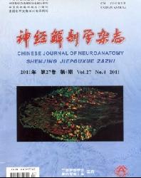 神经解剖学杂志