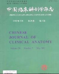 中国临床解剖学杂志