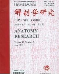 解剖学研究